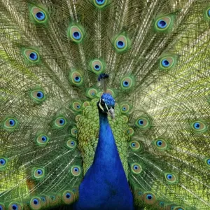 Indian Peafowl or Blue Peafowl -Pavo cristatus-, male, displaying Indian Peafowl or Blue Peafowl -Pavo cristatus-, male, displaying