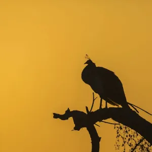 Indian Peafowl -Pavo cristatus-, Keoladeo National Park, Rajasthan, India Indian Peafowl -Pavo cristatus-, Keoladeo National Park, Rajasthan, India