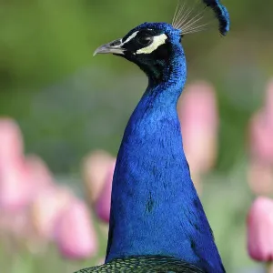 Indian Peafowl -Pavo cristatus-, adult male Indian Peafowl -Pavo cristatus-, adult male