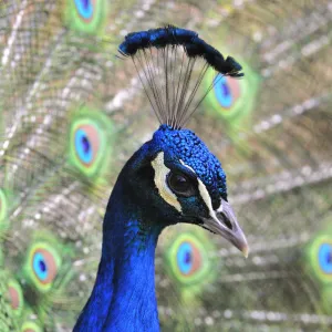 Beautiful Bird Species Metal Print Collection: Peacock (Pavo cristatus)