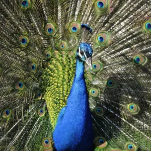 Indian Peafowl -Pavo cristatus- displaying Indian Peafowl -Pavo cristatus- displaying