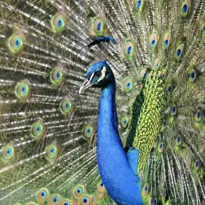 Indian Peafowl -Pavo cristatus- displaying Indian Peafowl -Pavo cristatus- displaying