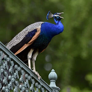Indian peafowl (Pavo cristatus) perching on a fence, Stuttgart, Baden-Wurttemberg, Germany