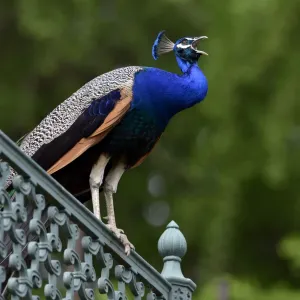 Indian Peafowl Print, Stuttgart Germany Indian Peafowl Print, Stuttgart Germany