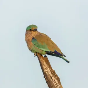 Indian Roller Print - Coracias benghalensis, Keoladeo National Park Indian Roller Print - Coracias benghalensis, Keoladeo National Park