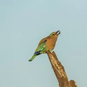 Indian Roller -Coracias benghalensis-, Keoladeo National Park, Rajasthan, India