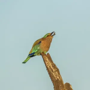 Indian Roller -Coracias benghalensis-, Keoladeo National Park, Rajasthan, India Indian Roller -Coracias benghalensis-, Keoladeo National Park, Rajasthan, India