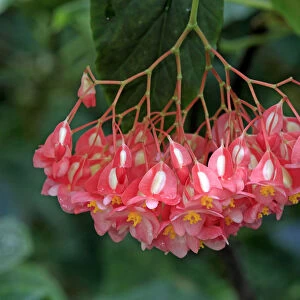 Indian Soapberry -Sapindus mukorossi-, flowers and leaves