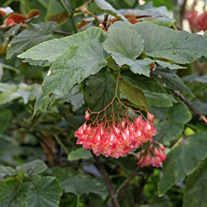 Indian Soapberry -Sapindus mukorossi-, flowering, native to Asia, Mannheim, Baden-Wurttemberg, Germany