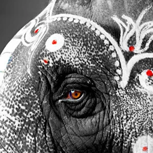 Indian temple elephant close up