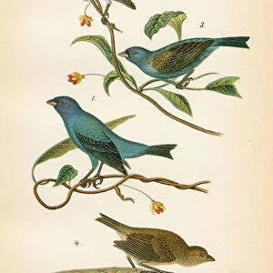 Indigo bunting bird lithograph 1890