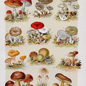 Inedible & Poisonous Mushrooms Chromolithography 1899