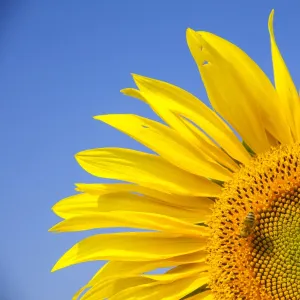 Inflorescence of a Sunflower -Helianthus annuus- with a Honey Bee -Apis mellifera-, Germany