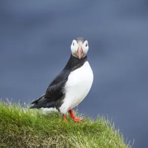 Ingolfshofdi, southern Iceland. Atlantic puffin Ingolfshofdi, southern Iceland. Atlantic puffin