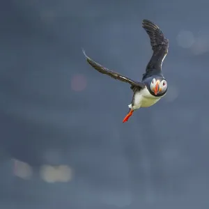 Ingolfshofdi, southern Iceland. Atlantic puffin Ingolfshofdi, southern Iceland. Atlantic puffin