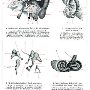 Inner and middle ear human anatomy drawing 1896