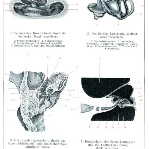 Inner and middle ear human anatomy drawing 1896 Inner and middle ear human anatomy drawing 1896
