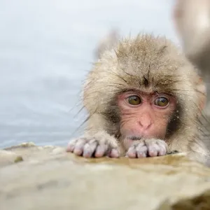 Innocence