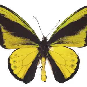 insect, butterfly, birdwing, swallowtail