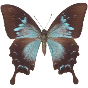 insect, butterfly, swallowtail insect, butterfly, swallowtail