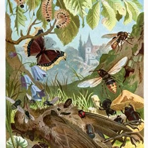 Insect eating deadth bird Chromolithograph 1884