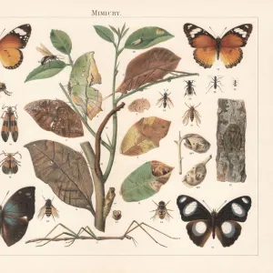 Insect Mimicry, lithograph, published in 1897