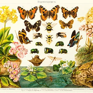 Insects butterflies lithograph 1895
