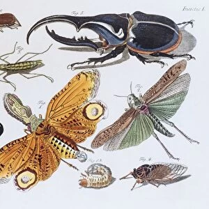 Insects, hand-colored copper engraving from childrens book by Friedrich Justin Bertuch