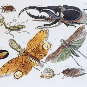 Insects Hand-Colored Copper Engraving Print