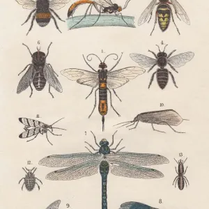 Hand-colored lithograph print of a Termite Worker Hand-colored lithograph print of a Termite Worker