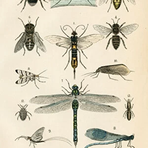 Insects: hawker, bee, hornet, caddisfly, horntail engraving 1872