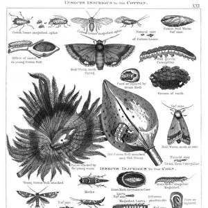 Insects injurious to cotton and corn engraving 1873