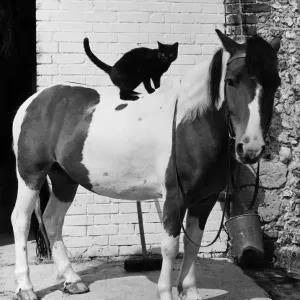 Black cat and skewbald pony in stable yard print Black cat and skewbald pony in stable yard print