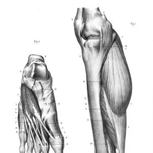 Internal leg region anatomy engraving 1866