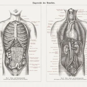 Órganos internos en anatomía humana, grabados de madera, publicado en 1897. Órganos internos en anatomía humana, grabados de madera, publicado en 1897.
