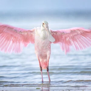 Inviting Wings and Pink Against Beautiful Blue Water at Fort Myers Beach, Florida