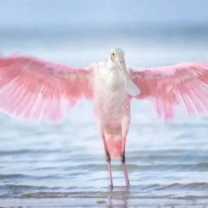 Inviting Wings and Pink Against Beautiful Blue Water at Fort Myers Beach, Florida Inviting Wings and Pink Against Beautiful Blue Water at Fort Myers Beach, Florida