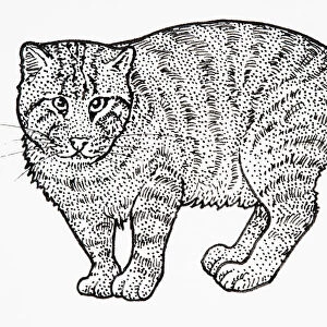 Iriomote Cat (Prionailurus bengalensis iriomotensis or Felis bengalensis iriomotensis or Mayailurus iriomotensis), standing