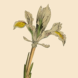 Iris Plants, Victorian Botanical Illustration