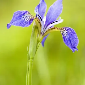 Iris Iris