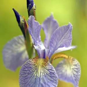 Iris Iris