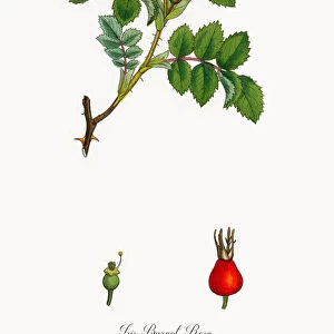 Irish Burnet-Rose, rosa hibernica, Victorian Botanical Illustration, 1863