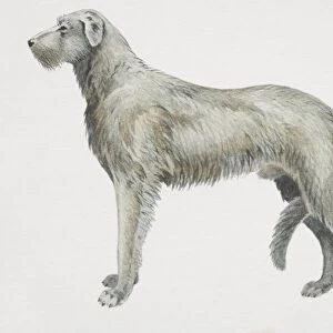 Irish Wolfhound (canis familiaris), side view
