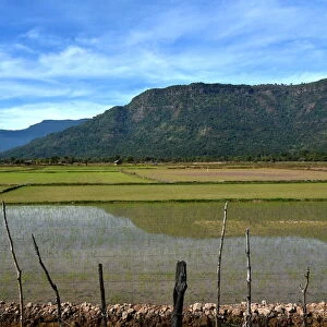 Irrigated Paddy field Champasak Laos