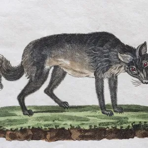 Isatis (Canis lagopus), hand-coloured copperplate engraving from Friedrich Justin Isatis (Canis lagopus), hand-coloured copperplate engraving from Friedrich Justin
