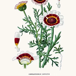 Ismelia (tricolor daisy)