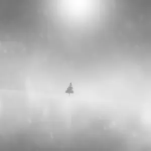 Isolated tree in the snow Isolated tree in the snow