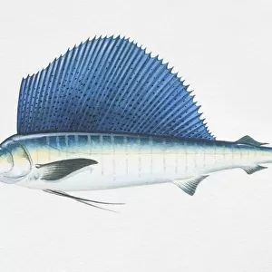 Istiophorus platypterus, sailfish, side view