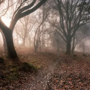 Ivinghoe Misty Morning