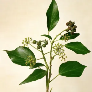 Ivy Ivy Print: Seeds, Leaf, and Flower
